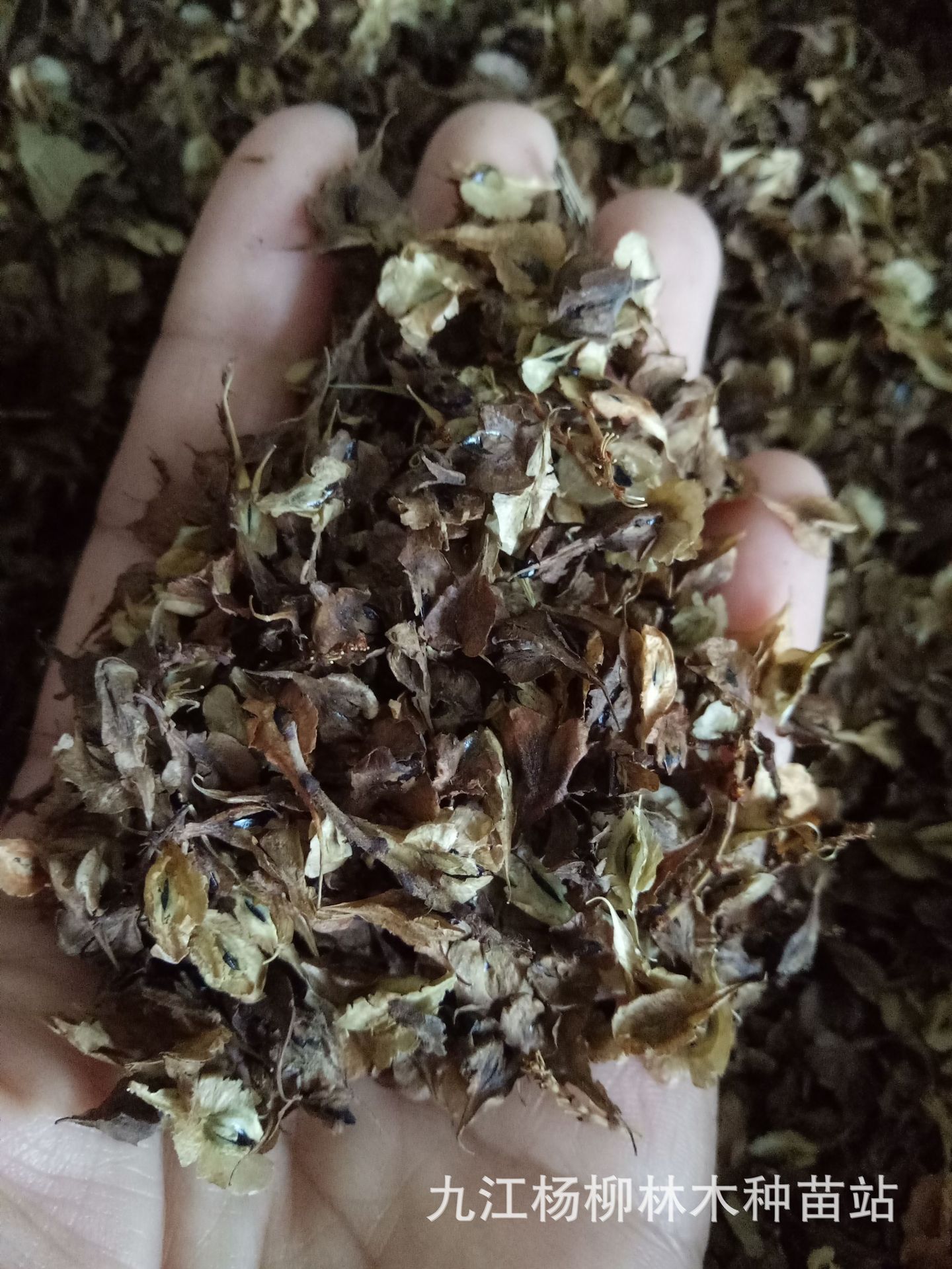 虎杖种子 九江虎杖种子 虎杖 虎杖种子图片 药材种子批发