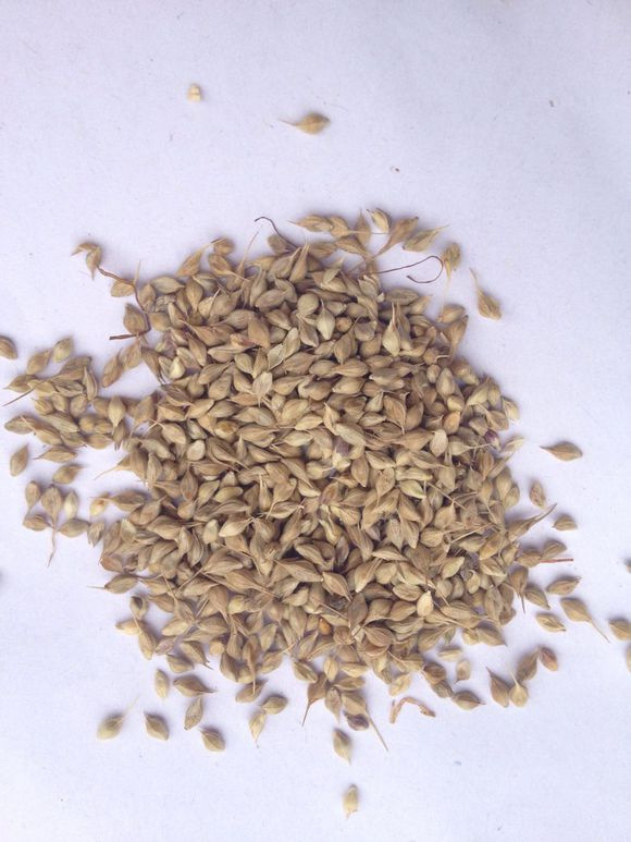 0成交0公斤波斯菊种子当年新种保存混色草花种子四季可播花草籽种子