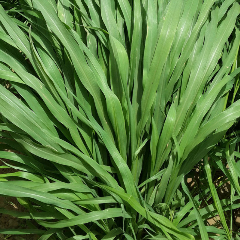 杂交狼尾草高产供草期长禽畜牧草籽 狼尾草种子 易种植牧草种子