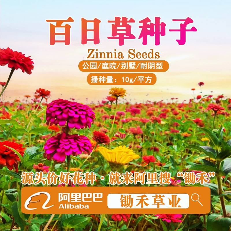 四季播种波斯菊花籽易活太阳花卉种子野花组合花百日草格桑花种子