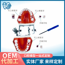 牙科口腔考试练习根管牙离体牙透明根管牙树脂牙备牙仿真牙粒批发