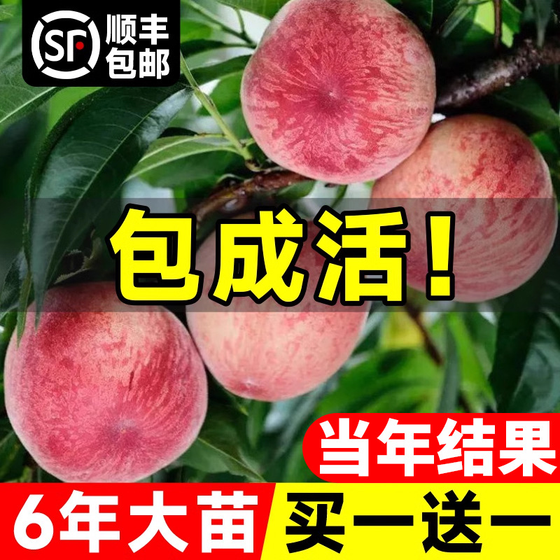 早熟水蜜桃树苗嫁接黄桃树苖南方北方种植桃树树苗当年结果果树苗