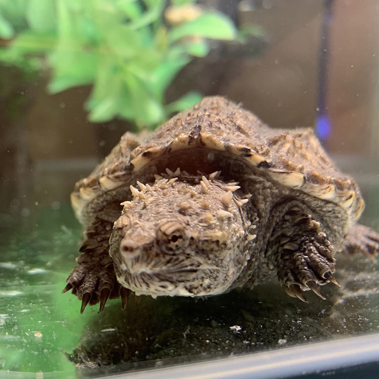 鳄龟苗凶猛鳄龟宠物纯佛鳄龟原种爆刺鳄龟北美杂佛情侣龟包邮【6