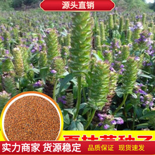 夏枯草种子白毛夏枯球种籽新采药材四季播种简单发芽率高阳台盆栽