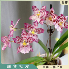 豹斑宝石文心兰-紫宝石稀有室内兰花