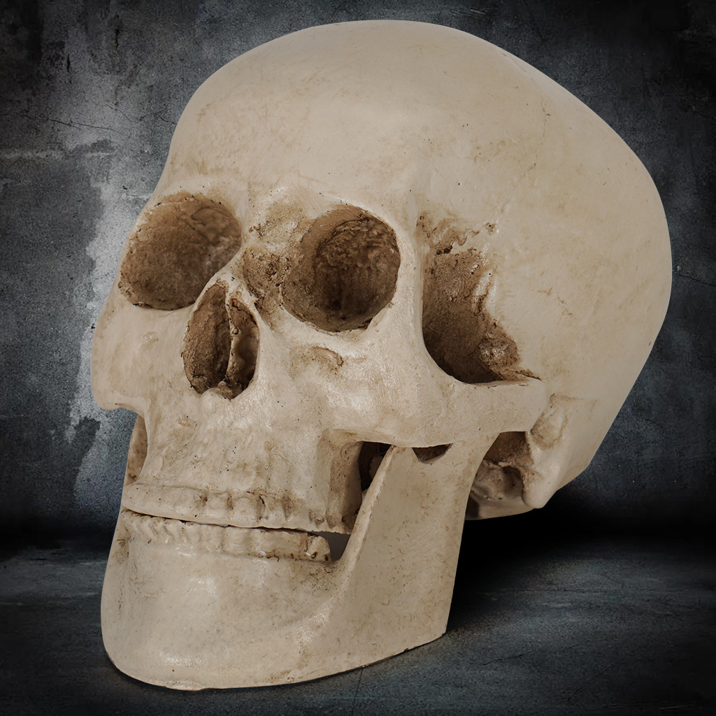 医学头骨美术素描树脂工艺品骷髅头道具医学参考模型树脂骷颅头