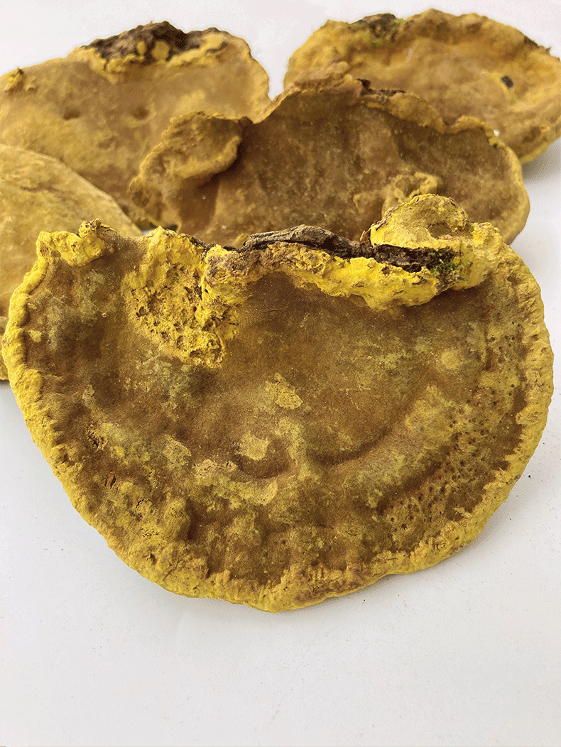 桑黄500g 西藏金边桑树桑黄灵芝散装零售 中药材批发 量大从优