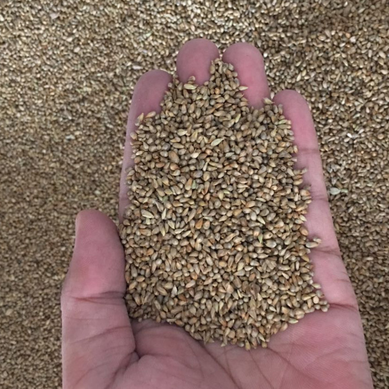 杂交狼尾草高产供草期长禽畜牧草籽 狼尾草种子 易种植牧草种子