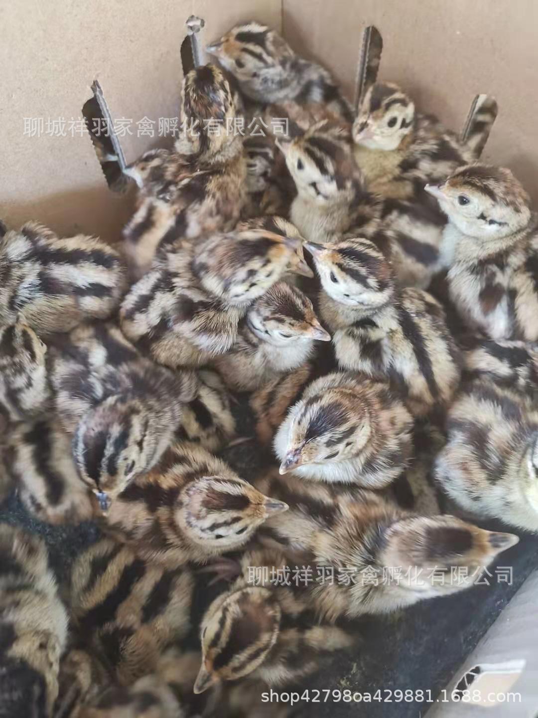 散养半大山鸡幼苗脱温山鸡活苗七彩山鸡仔崽活体包活七彩鸡