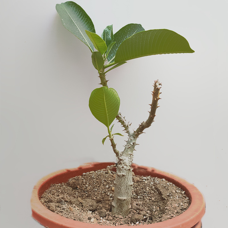 实生温莎瓶干 巴氏棒槌树属夹竹桃科 块根绿植盆栽均实拍图可挑选