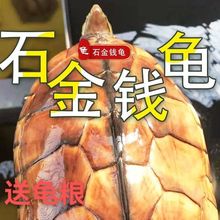 纯种石金钱龟  南石 送饲料