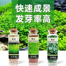 鱼缸水草种子造景植物活净水装饰牛毛草种子净化水质水草种籽套餐