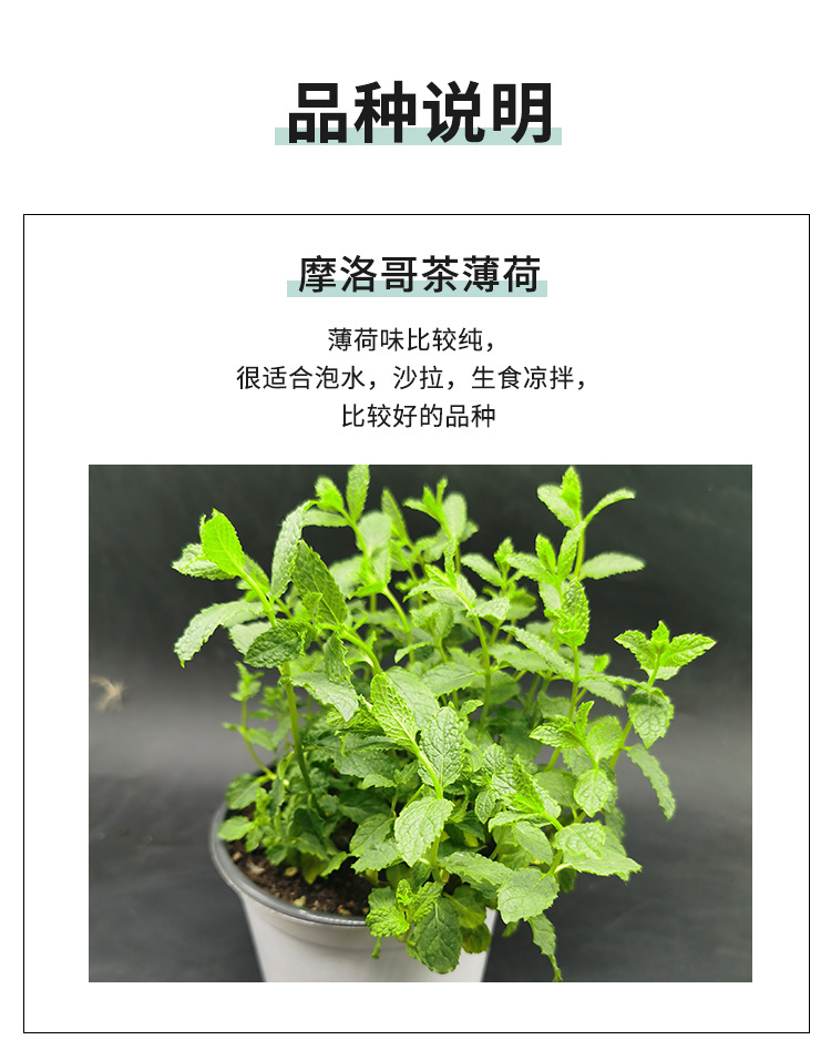 薄荷 阳台 留兰香 摩洛哥 苏格兰 罗马 科西嘉 美国食用香草盆栽