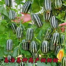 甜掉牙甜瓜种子一年四季种植高产香瓜种子酥脆小瓜籽庭院水果种子