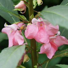 凤仙花种子新采指甲花种子混色金凤花景观绿植盆栽庭院花包邮