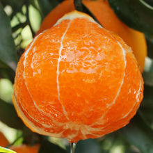 爱媛38号果冻橙当季现摘四川新鲜水果非脐橙手剥夏季橙子橘子丑橘