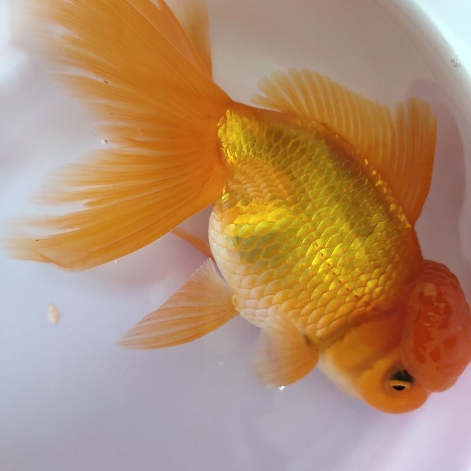 小金鱼活体小鱼苗冷水鱼蝶尾鹤顶红观赏鱼小型冷水鱼