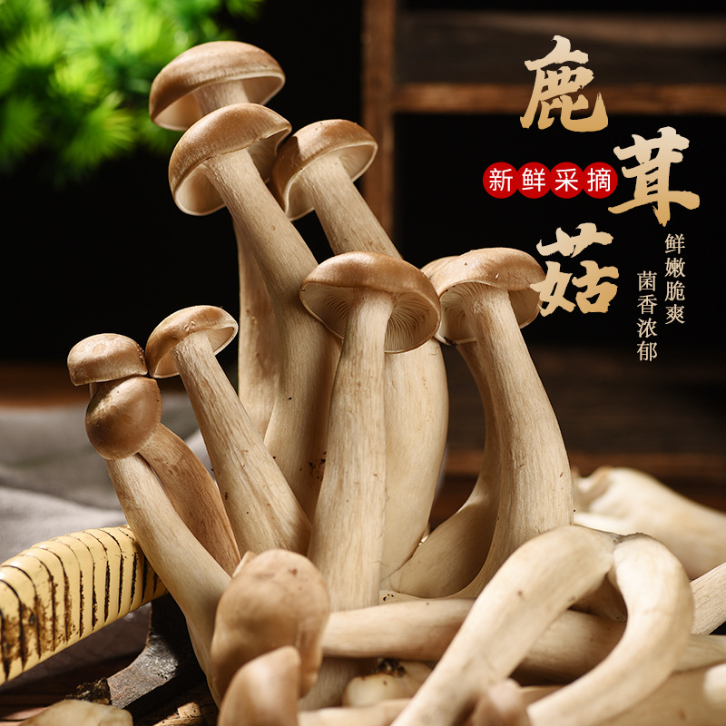 产地新鲜鹿茸菇500g散装云南特产食用菌不开伞鸡枞煲汤菌鲜蘑菇