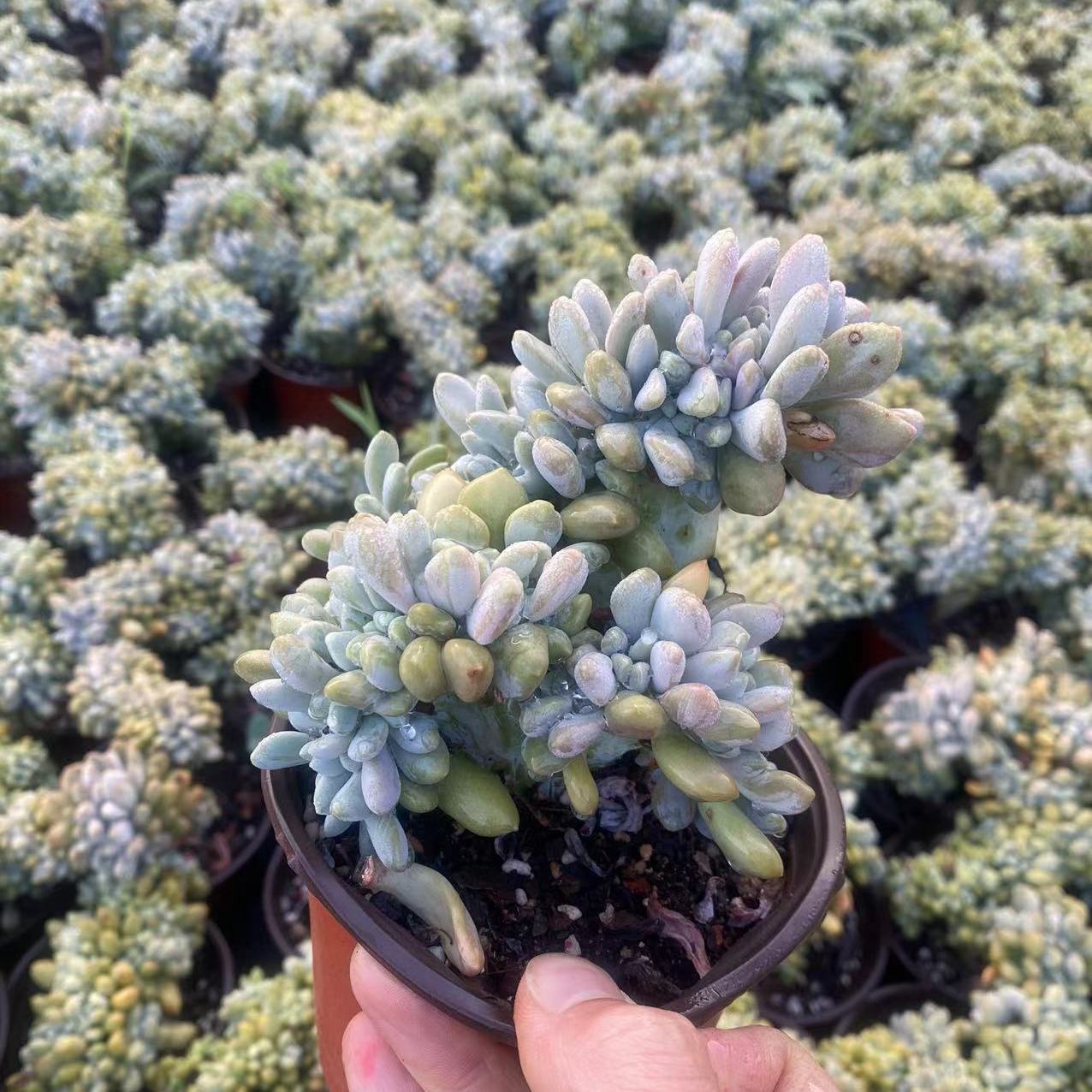 多肉植物大颗好养绿植生石花室内精品老桩缀美人缀化稀有品种高档