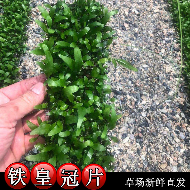 铁皇冠片 迷你铁皇冠真水草活体草缸水族箱鱼缸造景装饰草场批发