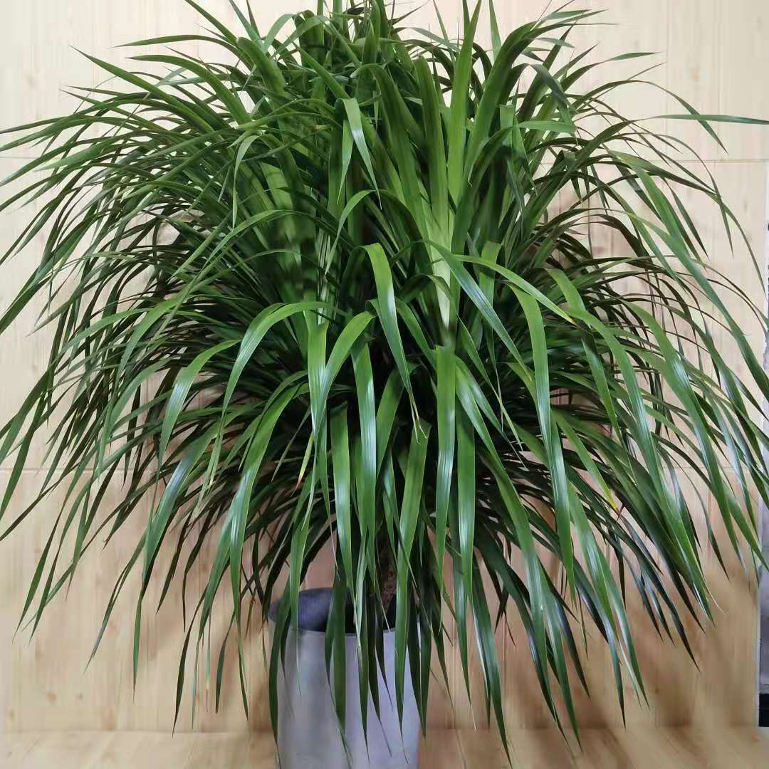 龙铁树龙须树多头龙血树室内客厅盆栽花卉植物大型绿植办公室盆景