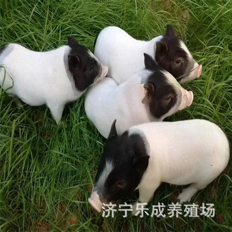 改良三代小香猪 繁殖力强 肉质好北京黑猪 大小三元