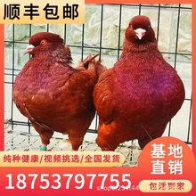 元宝鸽 红鸽子 优质肉鸽种鸽 元宝鸽供应 养殖好选择 万众发货