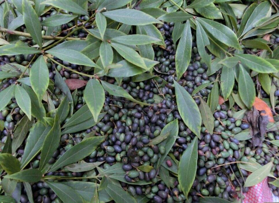 印度小叶紫檀种子 红木檀香白檀 海南黄花梨树种子沉香木菩提种子