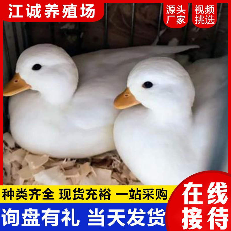 柯尔鸭活宠物 网红可达鸭苗小黄鸭子 活的科尔鸭柯基鸭小苗幼崽