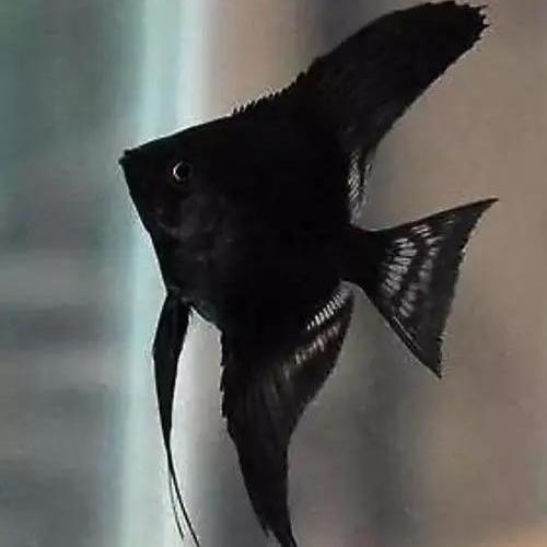 墨燕神仙鱼特大宽鳍德系燕尾虎头拉丝黑神仙淡水热带观赏鱼包包损