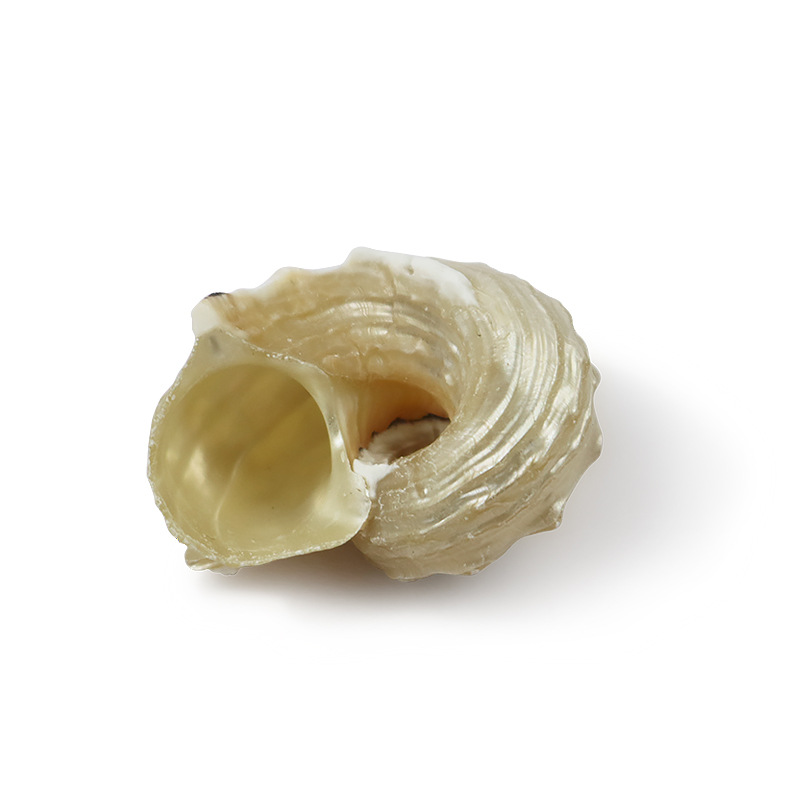 天然海螺贝壳银口圆刺螺鱼缸造景寄居蟹替换壳摆件标本工艺品批发
