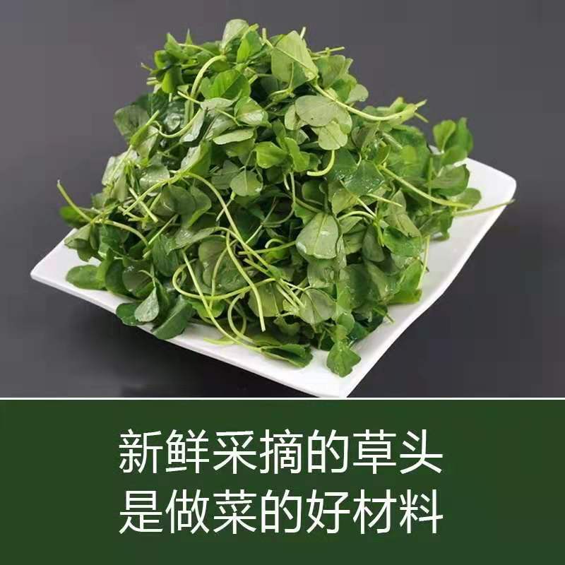 金花菜草头种子三叶秧草大叶黄花菜苜蓿上海特产母齐头春秋季蔬菜