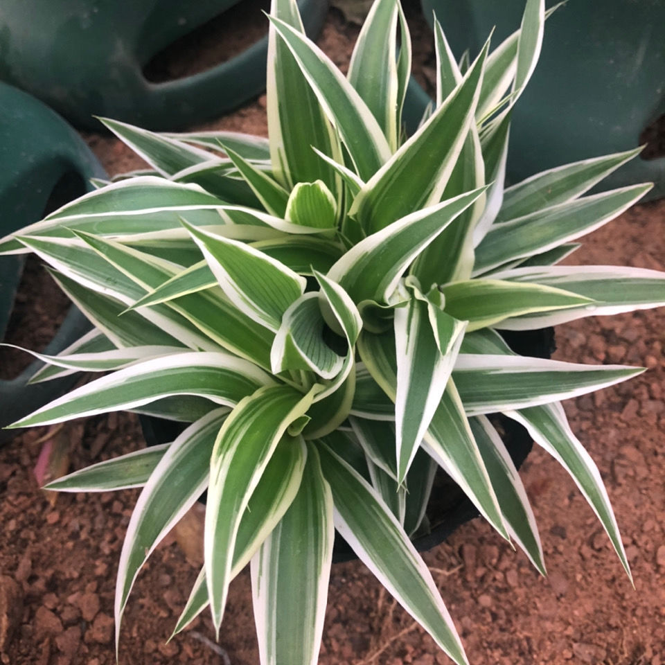 金边宽叶吊兰盆栽植物室内好养吸收甲醛净化空气水培水养绿植批发