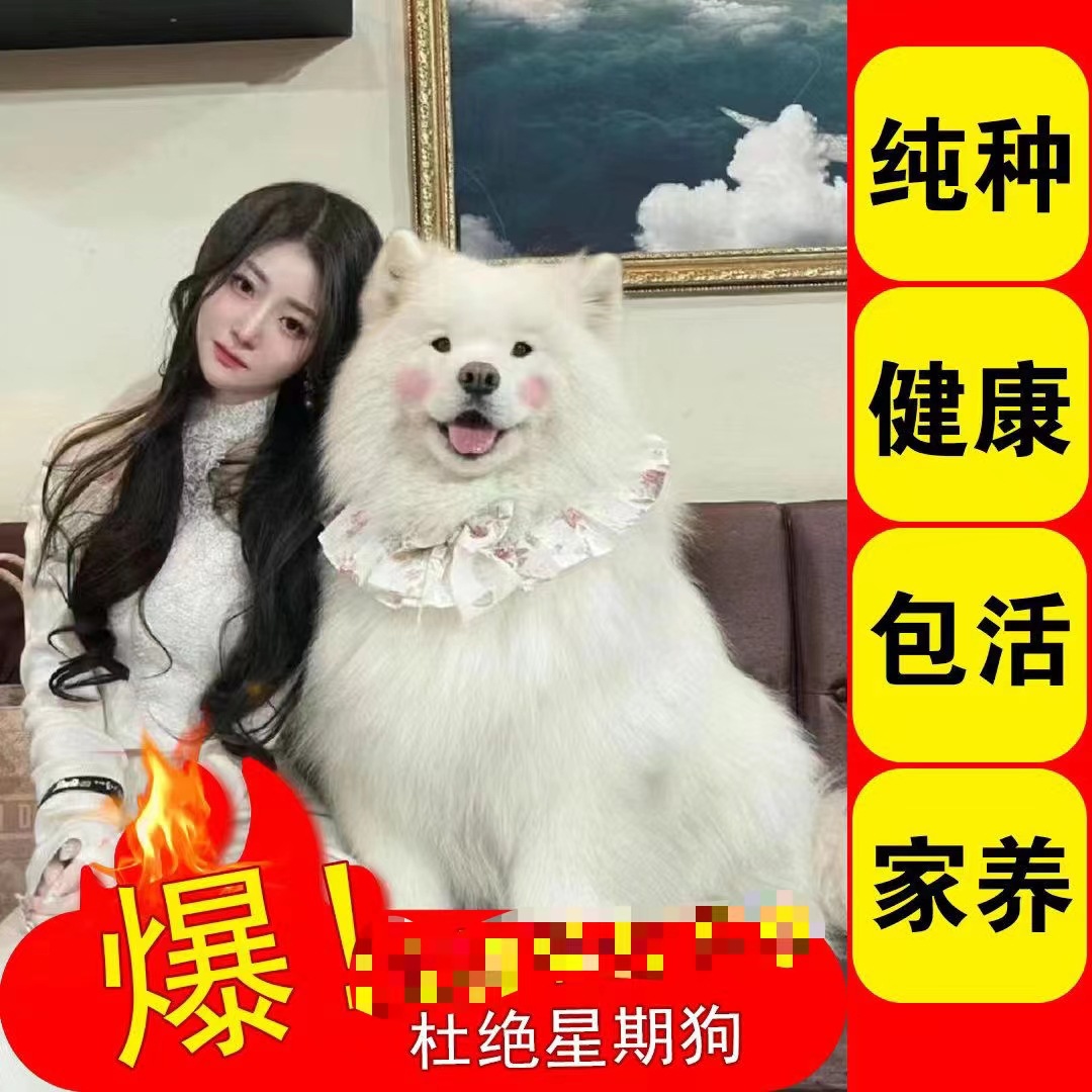 萨摩耶幼犬活体微笑天使萨摩耶犬活物雪橇犬纯种熊版萨摩犬宠物犬