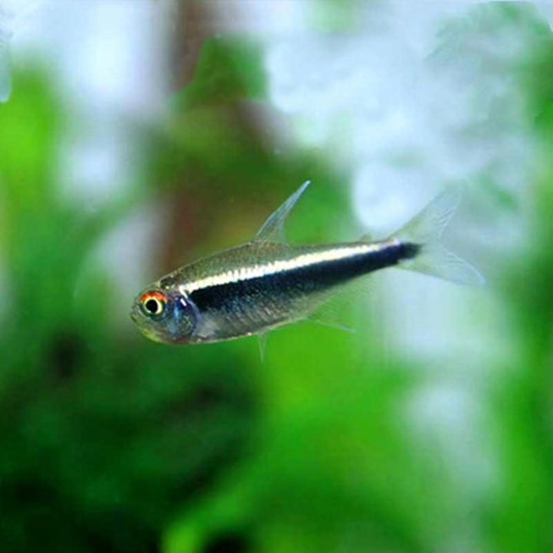 黑灯鱼活体 热带观赏淡水草缸群游渔场批发大量供应黑莲灯-阿里巴巴