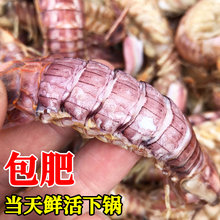 带膏全母皮皮虾鲜活超大特大椒盐琵琶虾虾姑濑尿虾虾爬子顺丰包邮