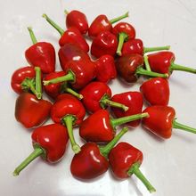 新鲜红辣椒超辣现摘泡椒专用蔬菜灯笼椒草莓辣椒