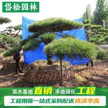 岱松园林供应南北方均可种植造型松树 基地现挖造型油松 造型黑松