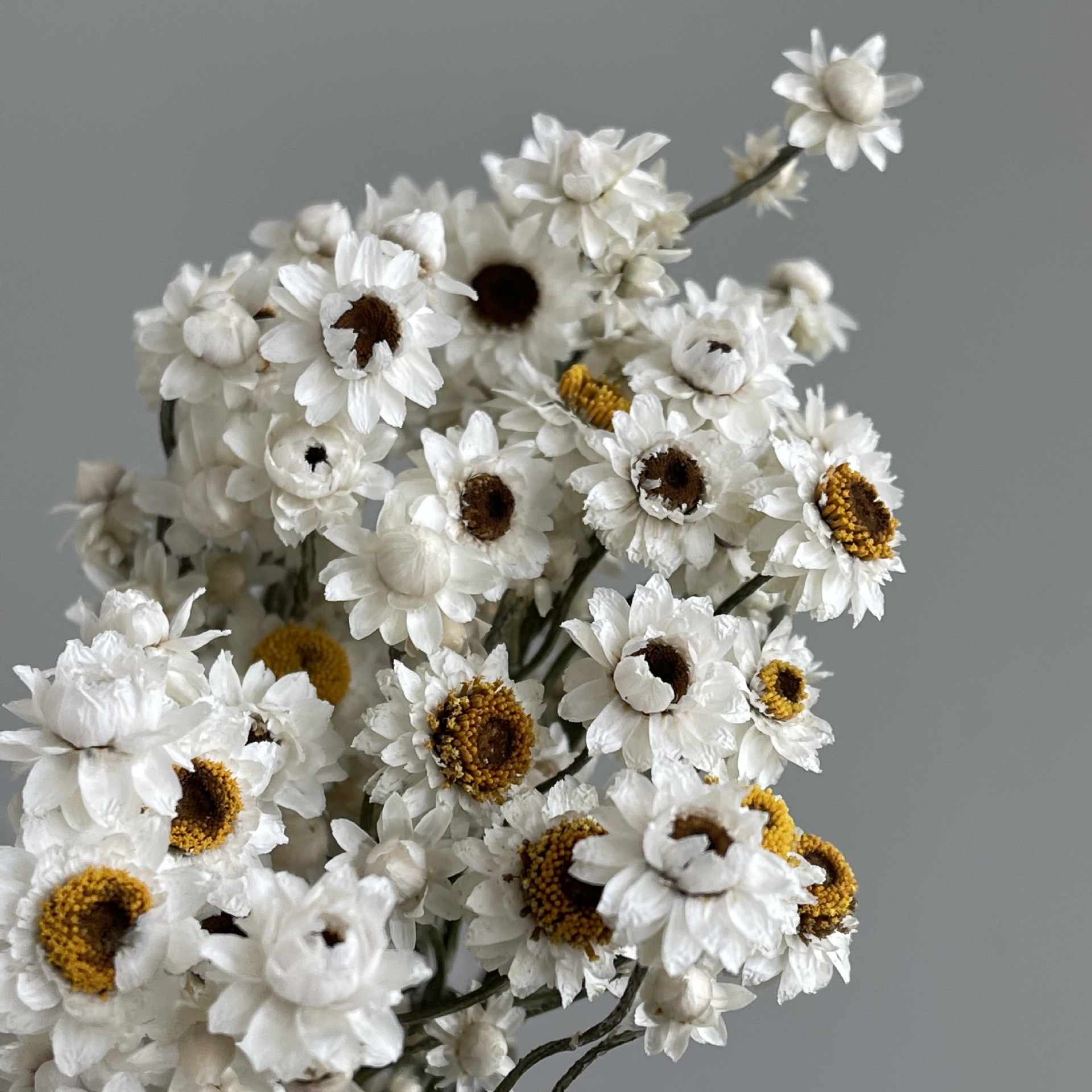 银包菊 小雏菊洋甘菊干花花束家居白色雏菊批发装饰小清新假花