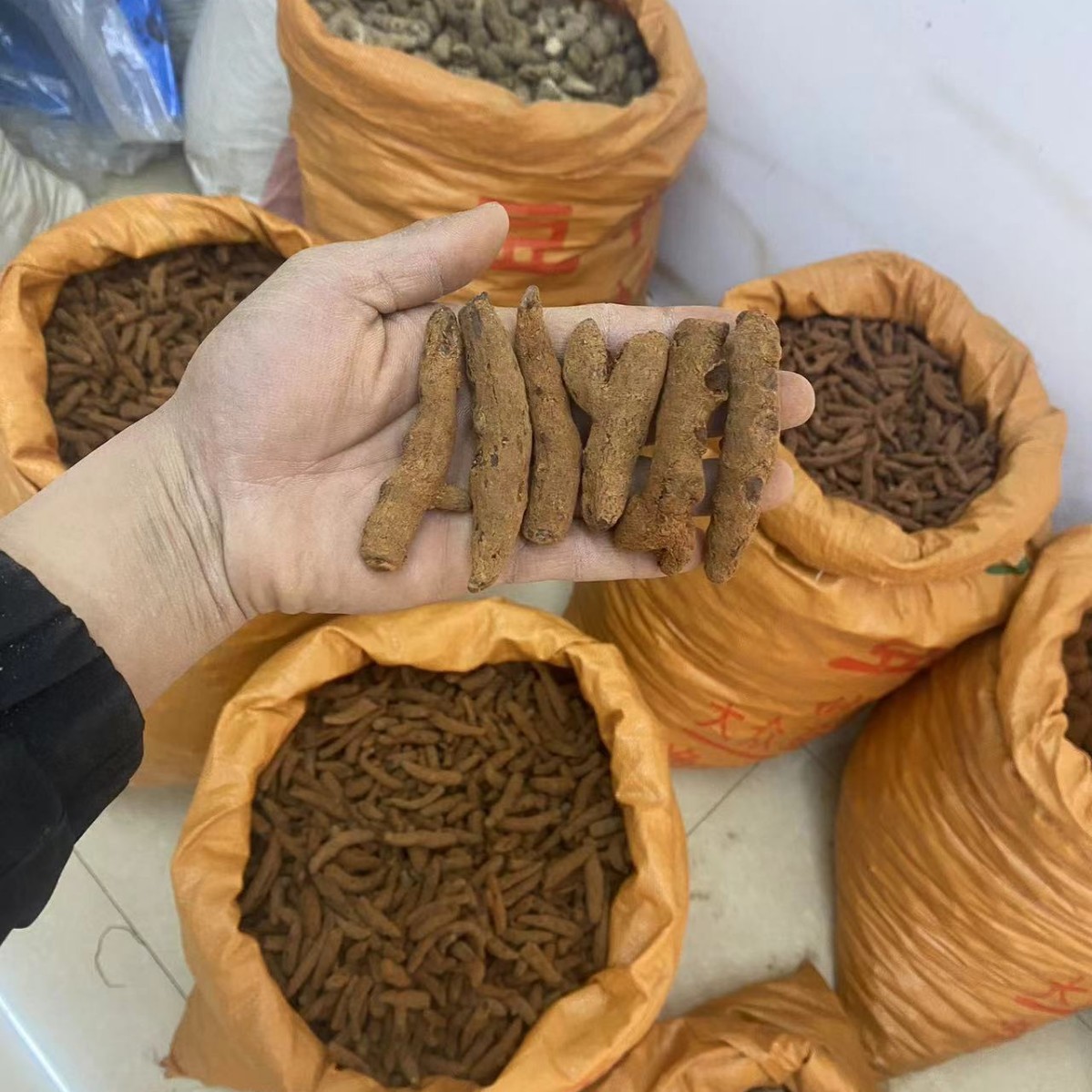 血三七现货大货批发红三七中药材血山七可泡酒磨粉500克包邮散装