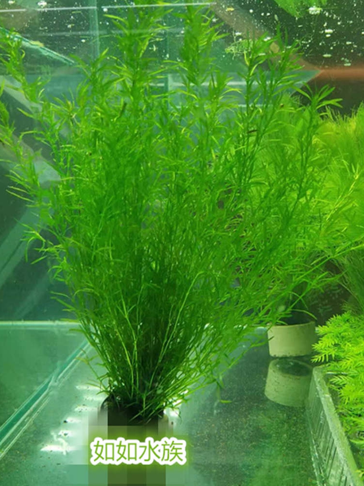 印度小竹节水草包邮阴性草造景孔雀繁殖草蜈蚣莫斯绿菊九冠后景