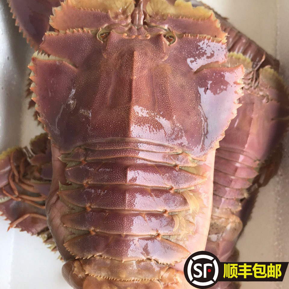 4斤顺丰包邮野生琵琶虾 新鲜九齿扇虾 虾姑排毛缘扇虾东方大虾扁