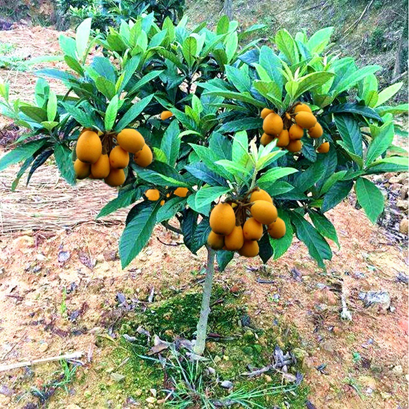 无核砂糖枇杷树苗嫁接果苗大五星南北方种植盆地栽琵琶苗当年结果
