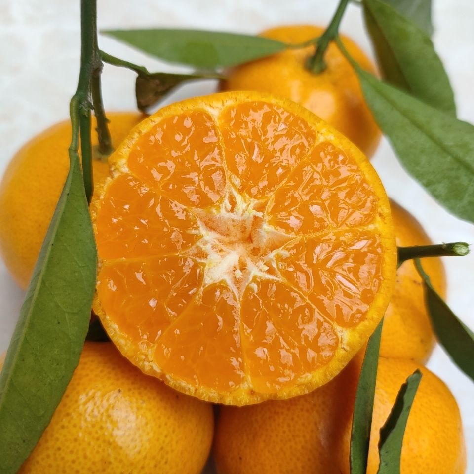 现摘现发广西特产马水桔孕妇水果当季小桔子二月橘春甜桔清甜解腻
