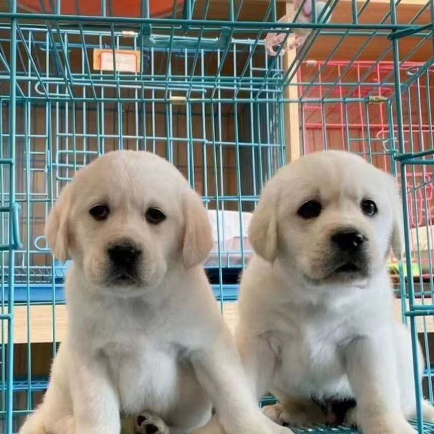 拉布拉多纯种幼犬拉布拉多活体幼崽导盲犬活物中型犬小狗狗真狗