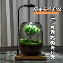 生命之树创意苔藓微景观生态瓶办公室好养盆栽桌面绿植生态缸盆景