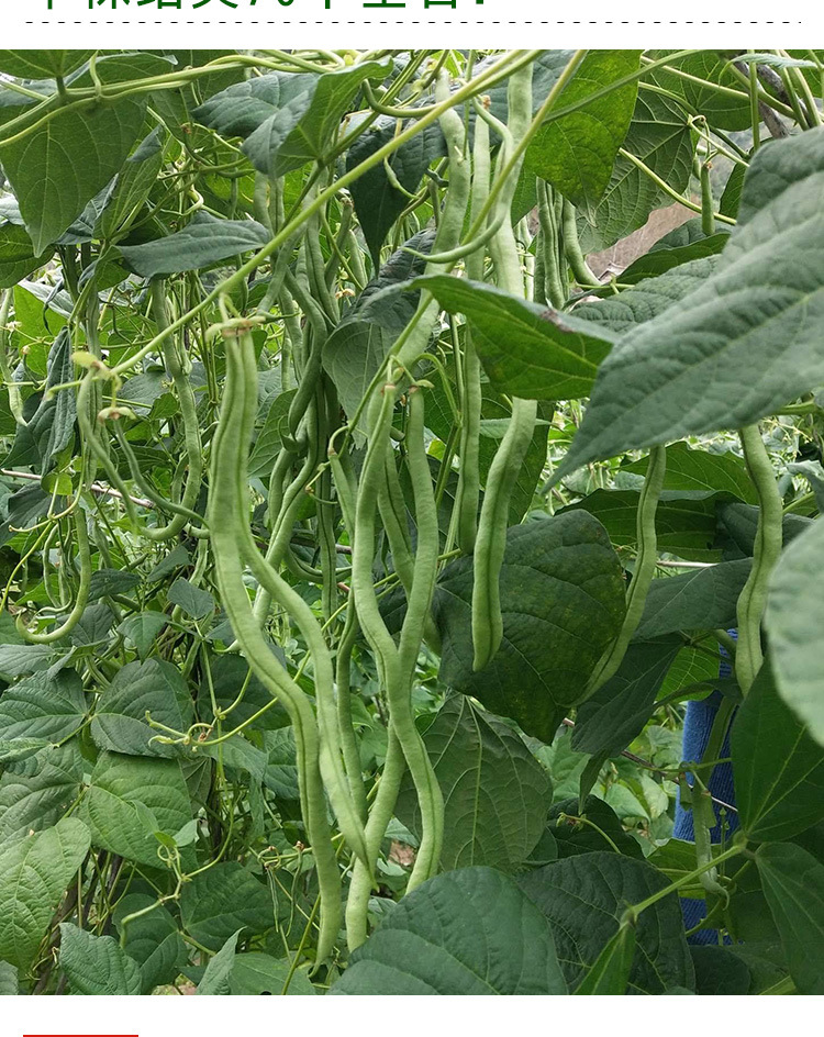 泰国无筋架豆王豆角种子 农田菜园中熟无筋肉厚鲜嫩豆角蔬菜籽