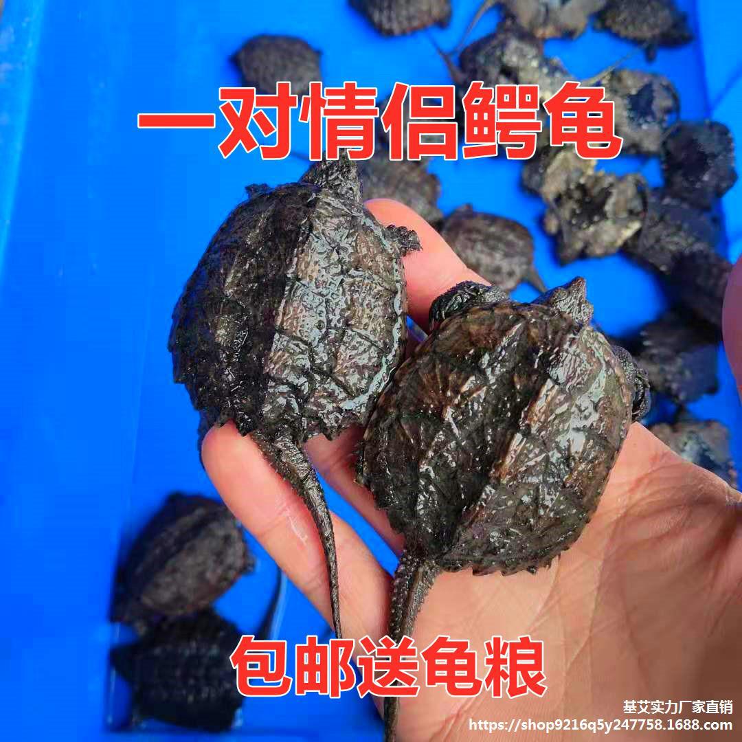 外塘鳄龟 乌龟活体小鳄龟北美鳄龟杂佛鳄龟观赏龟 拟鳄龟凶猛乌龟