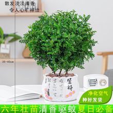 驱蚊植物清香木盆栽胡椒木绿植四季常青净化空气室内好养花卉盆景