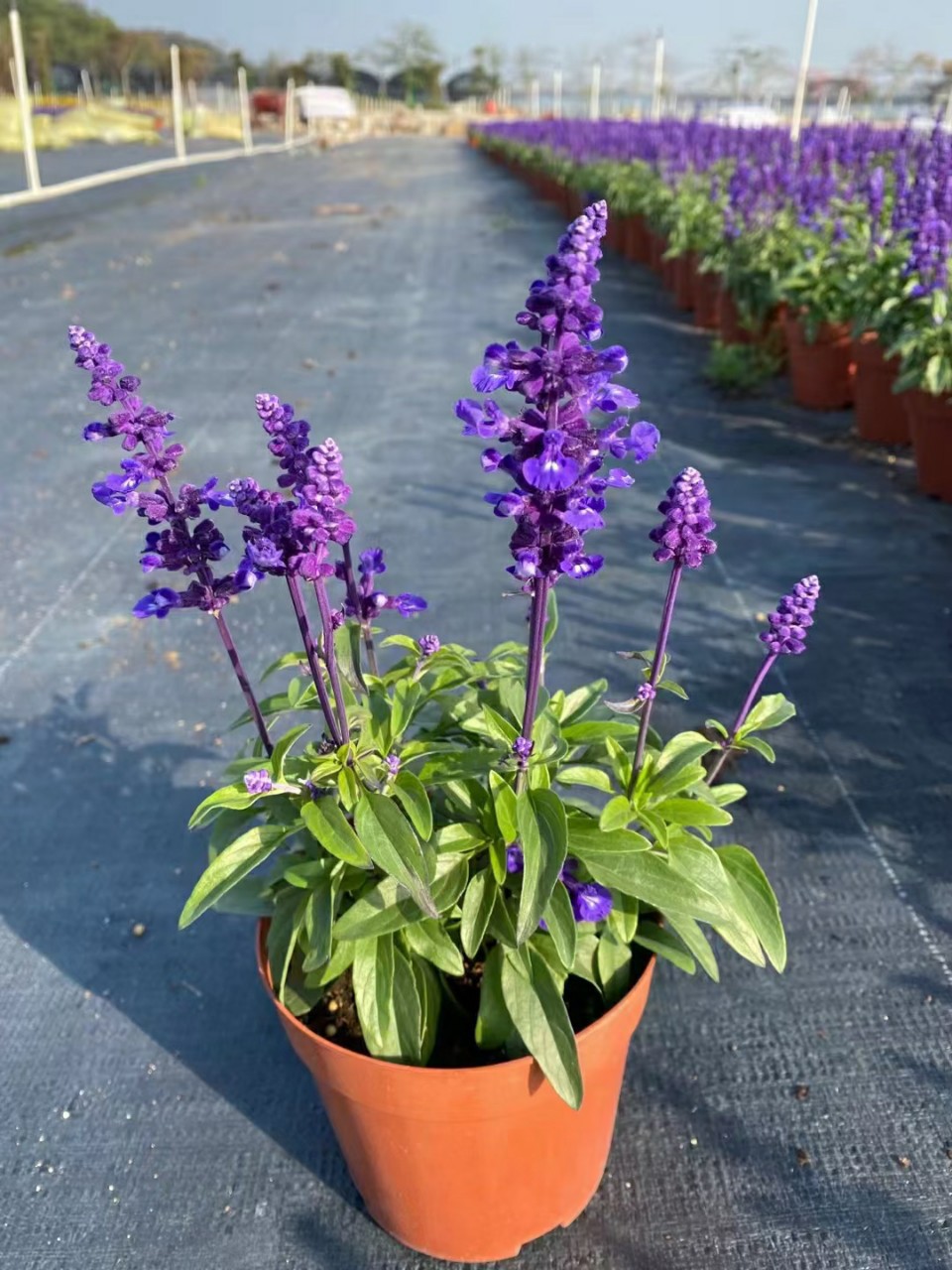 2201基地批发 供应 超级鼠尾草 盆栽 紫 蓝两色 时花 量大价优